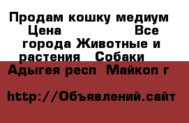 Продам кошку медиум › Цена ­ 6 000 000 - Все города Животные и растения » Собаки   . Адыгея респ.,Майкоп г.
